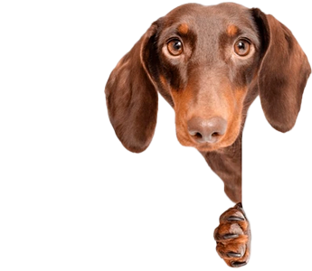 cachorro lateral