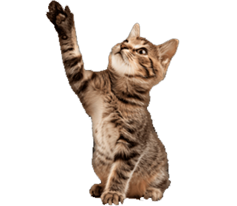 cat2
