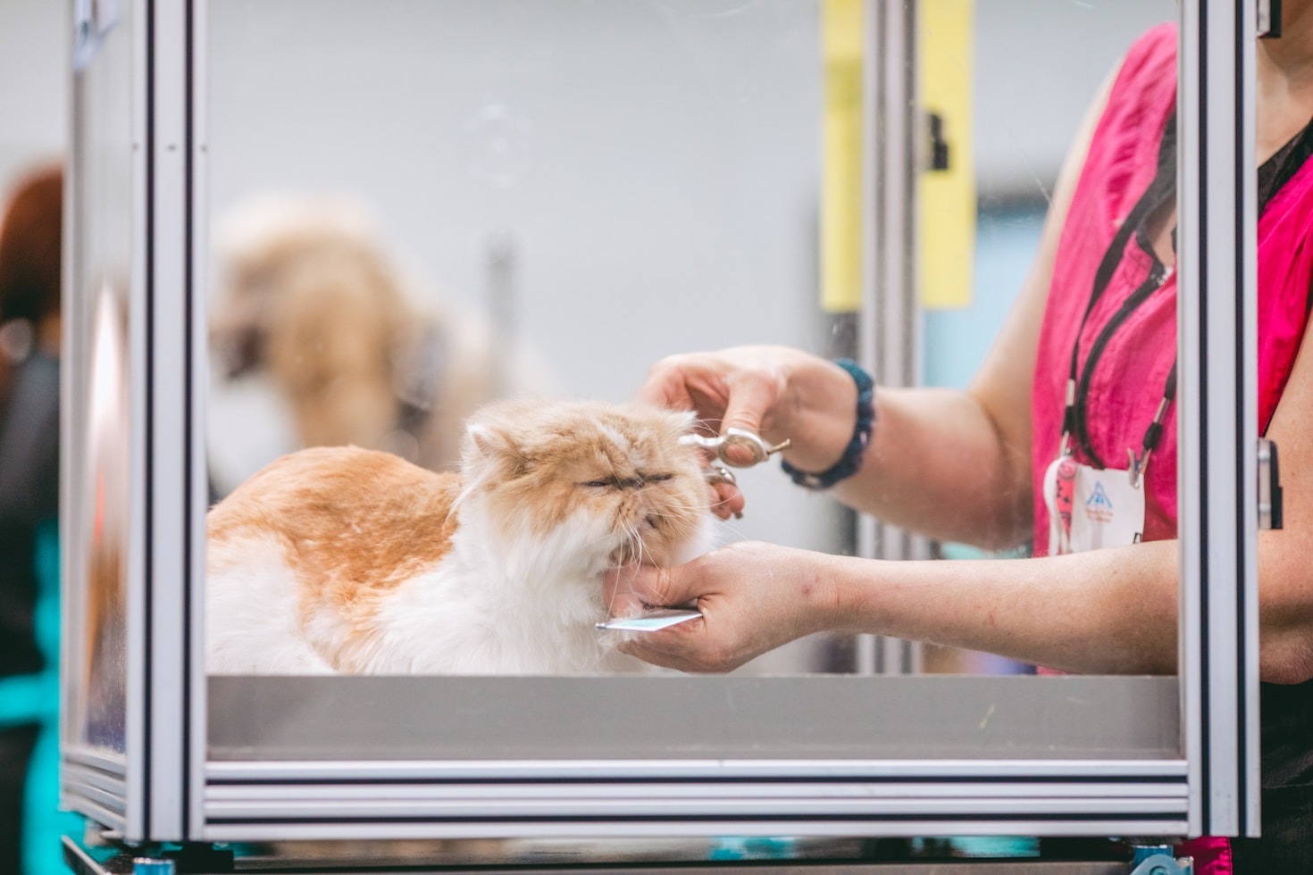 Por que escolher atendimentos veterinários domiciliares?